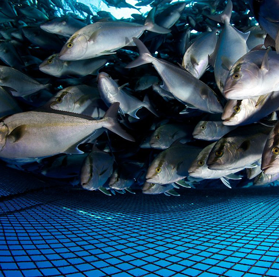 Anwendung des PSA-Sauerstoffgenerators